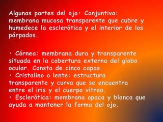 Partes que  se ocupan la visiónGlobo del ojocristalinopupilaretinairis