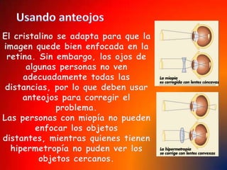 Como una fotoAl igual que una cámara fotográfica, el ojo necesita controlar dos factores: la formación de una imágen nítida en la retina, gracias a la formación del cristalino, y a la regulación de la entrada de la luz(pupila e iris). 