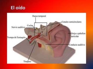 Su parte posterior está protegida por los huesos del cráneo y la cara. 