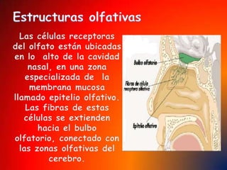 EL OIDOEl oído nos informa de los sonidos que se producen a nuestro alrededor.Los oídos son los órganos del sentido del oído.En los oídos distinguimos: Una parte que vemos:  