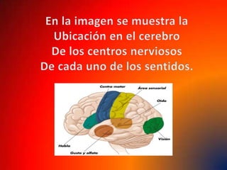 En la imagen se muestra laUbicación en el cerebroDe los centros nerviososDe cada uno de los sentidos.