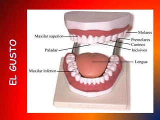 TABLA DE SONIDOSPotencia y decibelesEl volumen del sondo depende de la distancia a que nos encontremos de su  origen. Para medir los niveles sonoros de las distintas actividades o fuentes sonoras se usan los decibelios o decibeles (dB) que es lo que vemos reflejado en el grafico.Un sonido que es suficientemente fuerte para ser oído, tiene alrededor de 10 decibeles. La sordera total y los daños irreparables al oído son ocasionados por sonidos entre 120 y 200 Db. Por eso es importante evitar exponerse a altas potencias. 