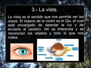 3.- La vista.
La vista es el sentido que nos permite ver las
cosas. El órgano de la visión es el Ojo, el cual
está encargado de detectar la luz y de
enviarla al cerebro. Allí se interpreta y se
reconocen los objetos y todo lo que nos
rodea.
 