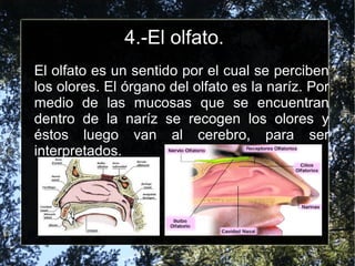4.-El olfato.
El olfato es un sentido por el cual se perciben
los olores. El órgano del olfato es la naríz. Por
medio de las mucosas que se encuentran
dentro de la naríz se recogen los olores y
éstos luego van al cerebro, para ser
interpretados.
 