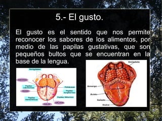 5.- El gusto.
El gusto es el sentido que nos permite
reconocer los sabores de los alimentos, por
medio de las papilas gustativas, que son
pequeños bultos que se encuentran en la
base de la lengua.
 