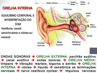 ORELHA INTERNAORELHA INTERNA
EQUILÍBRIO CORPORAL E
INTERPRETAÇÃO DO
SOM
Vestíbulo, canais
semicirculares e cóclea ou
caracol.
ONDAS SONORAS  ORELHA EXTERNA: pavilhão auditivo
 canal auditivo  ondas sonoras  ORELHA MÉDIA:
tímpano  vibração: martelo, bigorna e estribo  ORELHA
INTERNA  cóclea  líquido  sensibiliza as terminações
nervosas  nervo vestíbulo coclear  impulsos nervosos
 