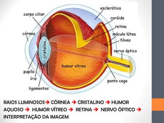 RAIOS LUMINOSOS CÓRNEA  CRISTALINO  HUMOR
AQUOSO  HUMOR VÍTREO  RETINA  NERVO ÓPTICO 
INTERPRETAÇÃO DA IMAGEM
 