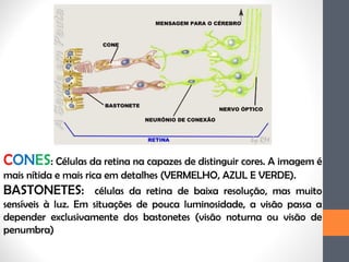CONES: Células da retina na capazes de distinguir cores. A imagem é
mais nítida e mais rica em detalhes (VERMELHO, AZUL E VERDE).
BASTONETES: células da retina de baixa resolução, mas muito
sensíveis à luz. Em situações de pouca luminosidade, a visão passa a
depender exclusivamente dos bastonetes (visão noturna ou visão de
penumbra)
 