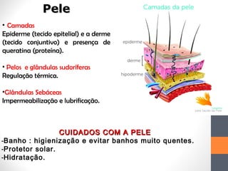 PelePele
• Camadas
Epiderme (tecido epitelial) e a derme
(tecido conjuntivo) e presença de
queratina (proteína).
• Pelos e glândulas sudoríferas
Regulação térmica.
•Glândulas Sebáceas
Impermeabilização e lubrificação.
CUIDADOS COM A PELECUIDADOS COM A PELE
-Banho : higienização e evitar banhos muito quentes.
-Protetor solar.
-Hidratação.
 