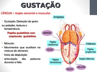GUSTAÇÃOGUSTAÇÃO
• Gustação: Detecção do gosto
ou paladar, textura e
temperatura.
Papilas gustatórias comPapilas gustatórias com
corpúsculos gustatórioscorpúsculos gustatórios
• Músculo:
- Movimentos que auxiliam na
mistura do alimento
- Início da deglutição
- articulação das palavras
durante a fala.
LÍNGUA = órgão sensorial e muscular.
 