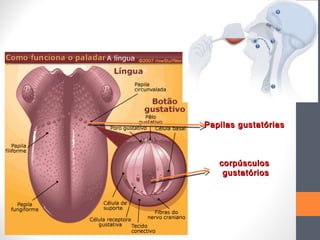Papilas gustatóriasPapilas gustatórias
corpúsculoscorpúsculos
gustatóriosgustatórios
 