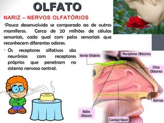 OLFATOOLFATO
NARIZ – NERVOS OLFATÓRIOS
•Pouco desenvolvido se comparado ao de outros
mamíferos. Cerca de 20 milhões de células
sensoriais, cada qual com pelos sensoriais que
reconhecem diferentes odores.
• Os receptores olfativos são
neurônios com receptores
próprios que penetram no
sistema nervoso central.
 