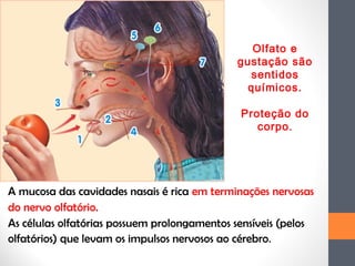 A mucosa das cavidades nasais é rica em terminações nervosas
do nervo olfatório.
As células olfatórias possuem prolongamentos sensíveis (pelos
olfatórios) que levam os impulsos nervosos ao cérebro.
Olfato e
gustação são
sentidos
químicos.
Proteção do
corpo.
 