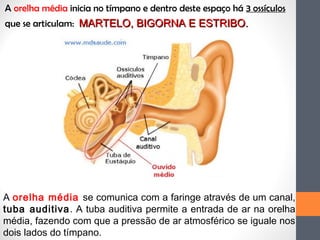 A orelha média inicia no tímpano e dentro deste espaço há 3 ossículos
que se articulam: MARTELO, BIGORNA E ESTRIBO.MARTELO, BIGORNA E ESTRIBO.
A orelha média se comunica com a faringe através de um canal,
tuba auditiva. A tuba auditiva permite a entrada de ar na orelha
média, fazendo com que a pressão de ar atmosférico se iguale nos
dois lados do tímpano.
 