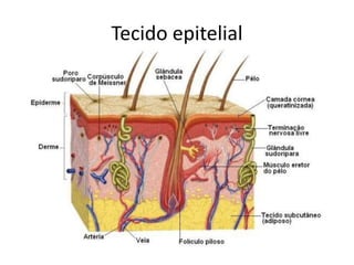 Tecido epitelial 
 