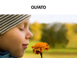 OLFATO 
 