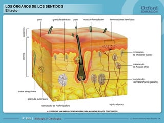 Oxford University Press España, S.A.©
PRESIONE LA BARRA ESPACIADORA PARA AVANZAR EN LOS CONTENIDOS
LOS ÓRGANOS DE LOS SENTIDOS
El tacto
epidermisdermis
poro glándula sebácea pelo músculo horripilador terminaciones nerviosas
corpúsculo
de Meissner (tacto)
corpúsculo
de Krause (frío)
corpúsculo
de Vater-Pacini (presión)
tejido adiposo
corpúsculo de Ruffini (calor)
glándula sudorípara
vasos sanguíneos
 