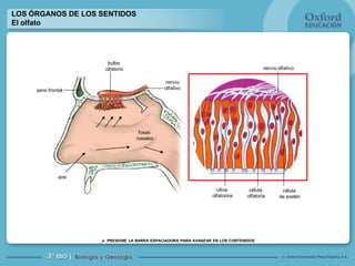 Oxford University Press España, S.A.©
PRESIONE LA BARRA ESPACIADORA PARA AVANZAR EN LOS CONTENIDOS
LOS ÓRGANOS DE LOS SENTIDOS
El olfato
fosas
nasales
aire
seno frontal
bulbo
olfatorio
nervio
olfativo
cilios
olfatorios
célula
olfatoria
célula
de sostén
nervio olfativo
 