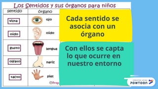 Los Sentidos Tia Vero