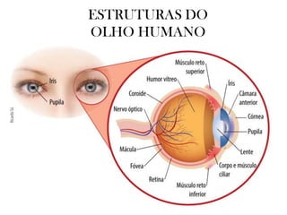ESTRUTURAS DO
OLHO HUMANO
 