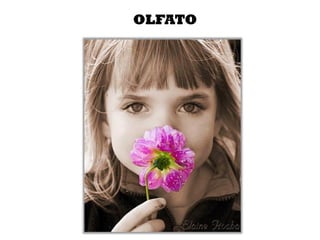 OLFATO
 