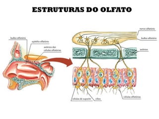 ESTRUTURAS DO OLFATO
 