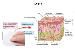 TATO
 