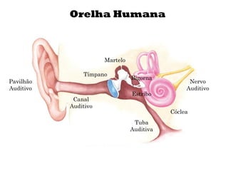 Orelha Humana
Pavilhão
Auditivo
Canal
Auditivo
Tímpano
Martelo
Bigorna
Estribo
Cóclea
Tuba
Auditiva
Nervo
Auditivo
 