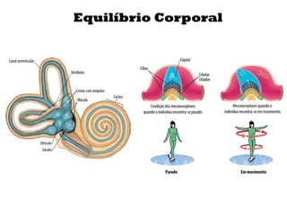 Equilíbrio Corporal
 