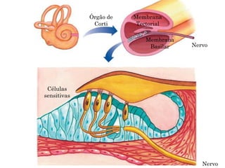 Órgão de
Corti
Membrana
Basilar
Membrana
Tectorial
Nervo
Nervo
Células
sensitivas
 