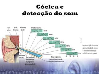 Cóclea e
detecção do som
 