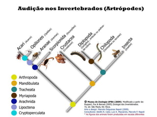 Audição nos Invertebrados (Artrópodes)
 