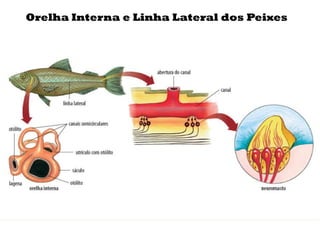 Orelha Interna e Linha Lateral dos Peixes
 
