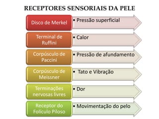 RECEPTORES SENSORIAIS DA PELE
• Pressão superficial
Disco de Merkel
• Calor
Terminal de
Ruffini
• Pressão de afundamento
Corpúsculo de
Paccini
• Tato e Vibração
Corpúsculo de
Meissner
• Dor
Terminações
nervosas livres
• Movimentação do pelo
Receptor do
Folículo Piloso
 