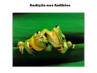 Audição nos Anfíbios
 
