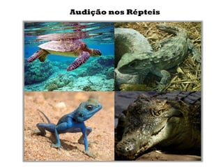 Audição nos Répteis
 