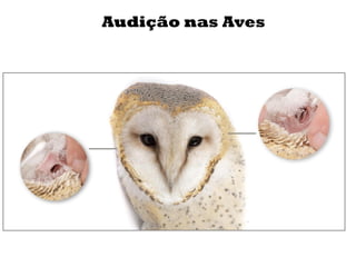 Audição nas Aves
 