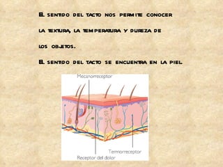 El sentido del tacto nos permite conocer la textura, la temperatura y dureza de  los objetos. El sentido del tacto se encuentra en la piel. 