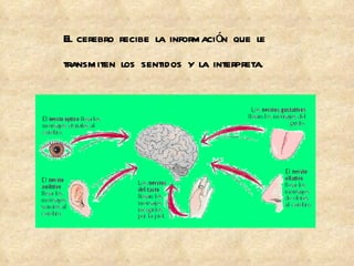 El cerebro recibe la información que le  transmiten los sentidos y la interpreta. 