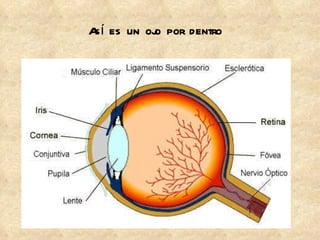 Así es un ojo por dentro 