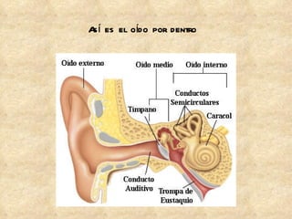 Así es el oído por dentro 