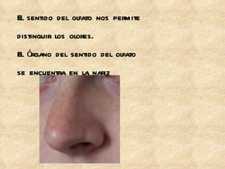 El sentido del olfato nos permite  distinguir los olores. El órgano del sentido del olfato  se encuentra en la nariz 