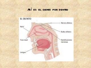 Así es el olfato por dentro 