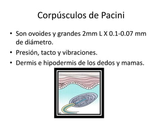 Corpúsculos de los Sentidos especiales histología | PPTX