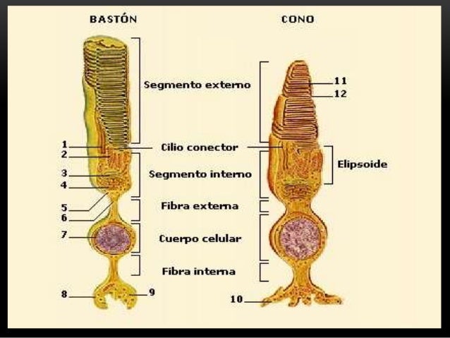 cual
