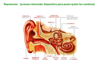 presentación oído