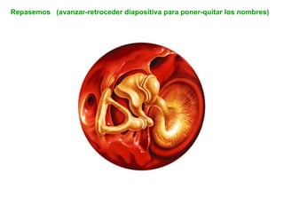 Repasemos  (avanzar-retroceder diapositiva para poner-quitar los nombres) 