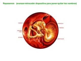 Repasemos  (avanzar-retroceder diapositiva para poner-quitar los nombres) 