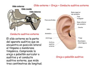 El oído externo es la parte del aparato auditivo que se encuentra en posición lateral al tímpano o membrana timpánica. Comprende la oreja o pabellón auricular o auditivo y el conducto auditivo externo, que mide tres centímetros de longitud.   Oído externo = Oreja + Conducto auditivo externo Conducto auditivo externo Oreja o pabellón auditivo 