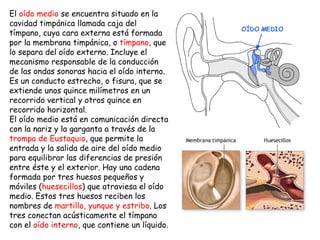 El  oído medio  se encuentra situado en la cavidad timpánica llamada caja del tímpano, cuya cara externa está formada por la membrana timpánica, o  tímpano , que lo separa del oído externo. Incluye el mecanismo responsable de la conducción de las ondas sonoras hacia el oído interno. Es un conducto estrecho, o fisura, que se extiende unos quince milímetros en un recorrido vertical y otros quince en recorrido horizontal.  El oído medio está en comunicación directa con la nariz y la garganta a través de la  trompa de Eustaquio , que permite la entrada y la salida de aire del oído medio para equilibrar las diferencias de presión entre éste y el exterior. Hay una cadena formada por tres huesos pequeños y móviles ( huesecillos ) que atraviesa el oído medio. Estos tres huesos reciben los nombres de  martillo, yunque y estribo . Los tres conectan acústicamente el tímpano con el  oído interno , que contiene un líquido.  